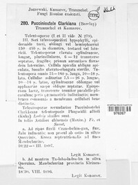 Pucciniostele clarkiana image